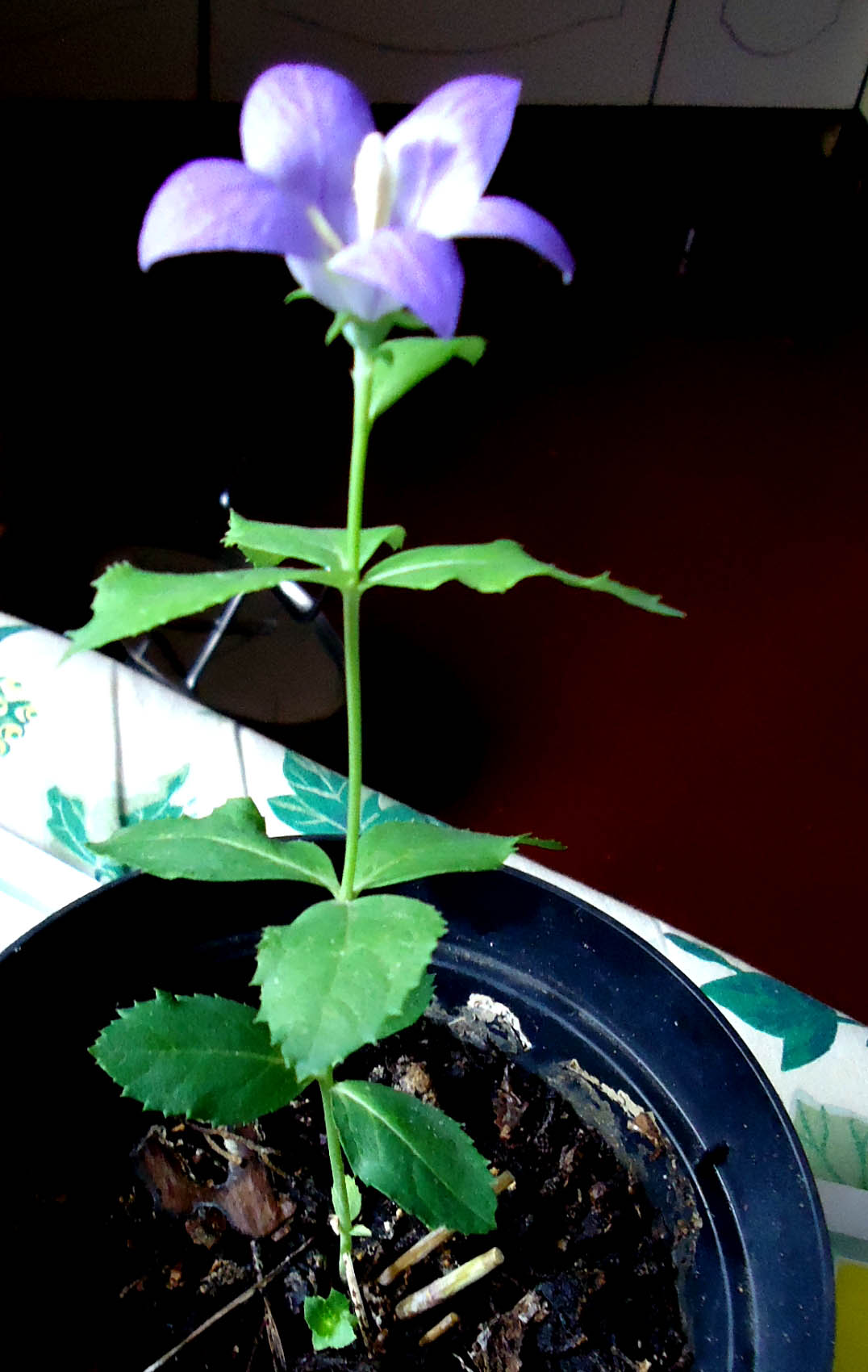 Pianta ignota nata da seme